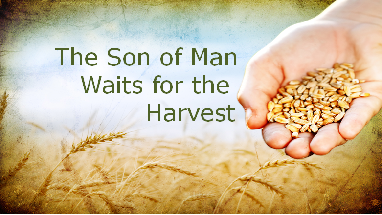 THE SON OF MAN WAITS FOR THE HARVEST